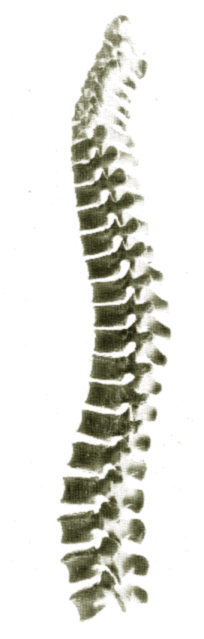 SPINE.GIF (30185 bytes)