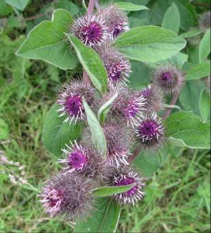 Burdock herbal medicine