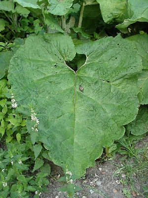 burdock%20leaf.jpg