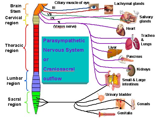 sympathetic and parasympathetic. the Parasympathetic Nervous