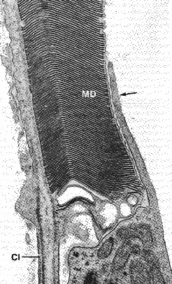 emrod.gif (98551 bytes)