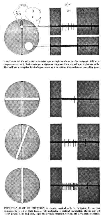 hubelsimple1.jpg (22586 bytes)