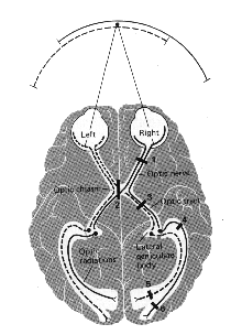 npath.gif (35226 bytes)