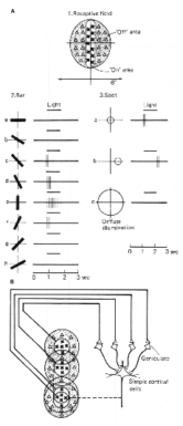 nvpath.gif (20811 bytes)