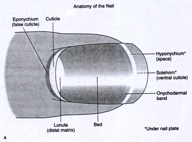 Nails are composed of a protein called keratin. (Skin, hair, horn, hoofs are